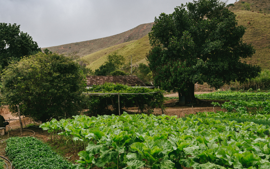 Propiedades agrícolas: Potencial y consejos para comprar tierras agrícolas en Costa Rica